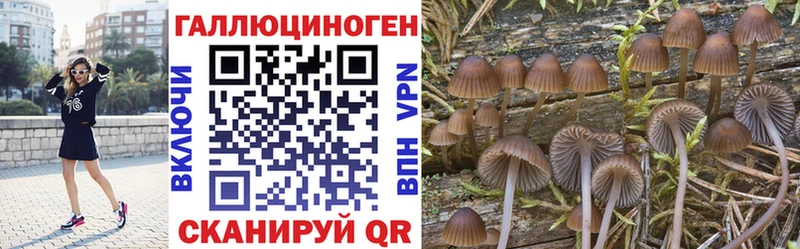 Галлюциногенные грибы Psilocybe  Хотьково 